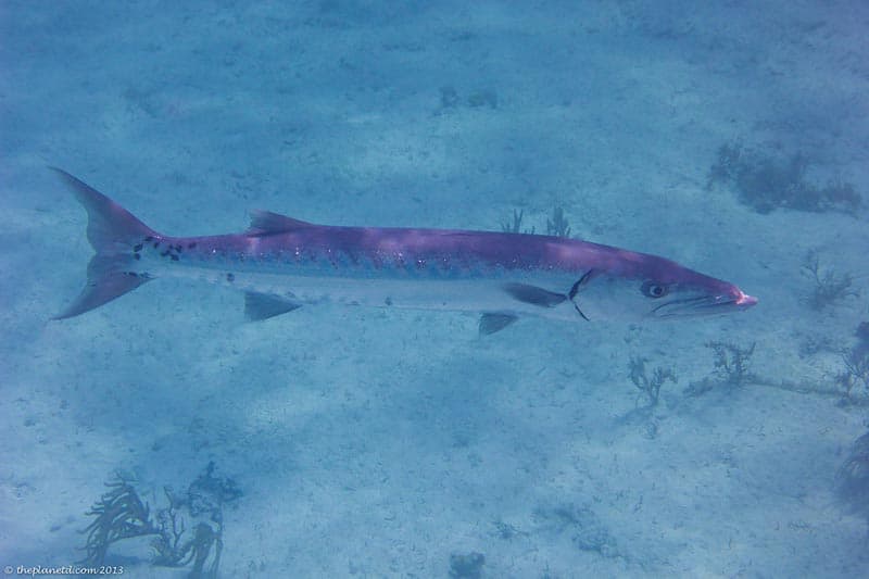 scuba diving in the bahamas