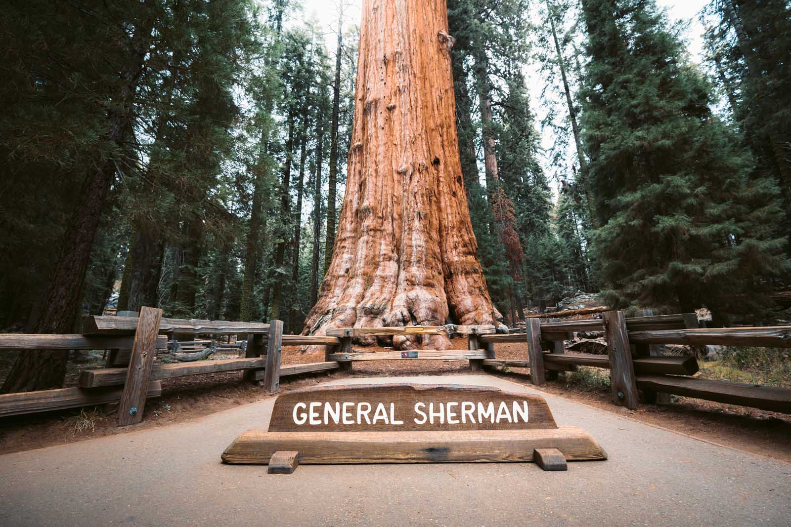 california fun facts general sherman tree