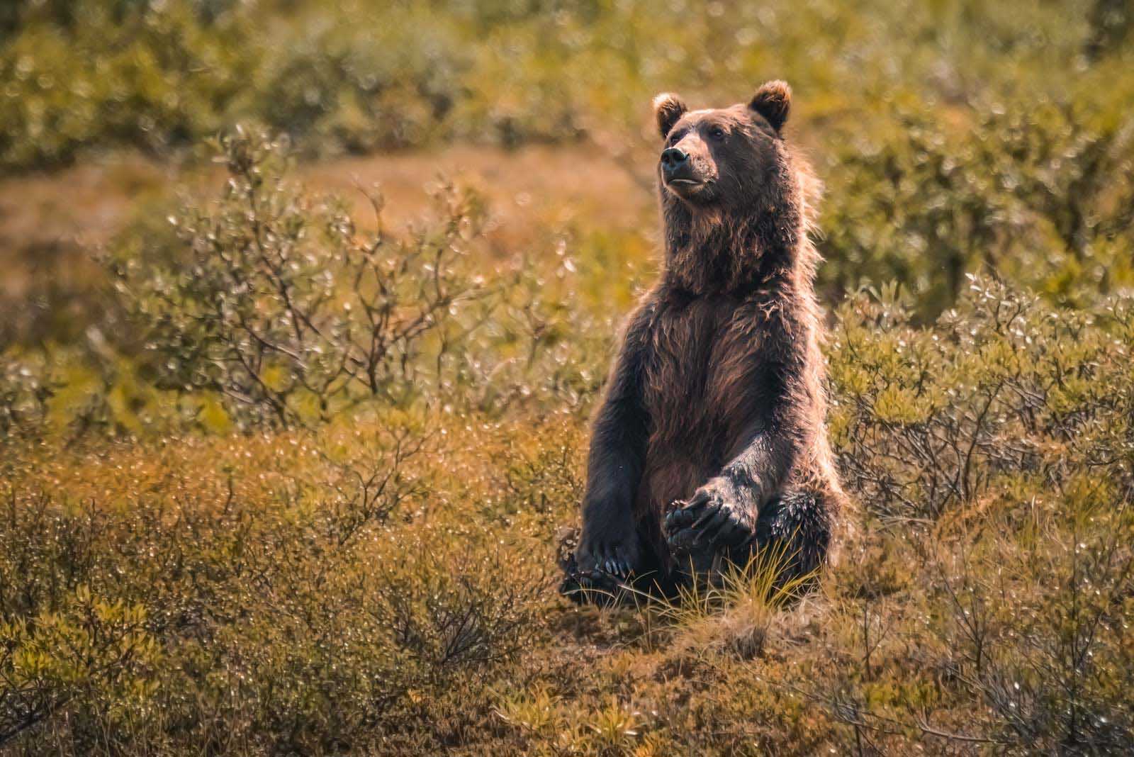 facts about california grizzly bear