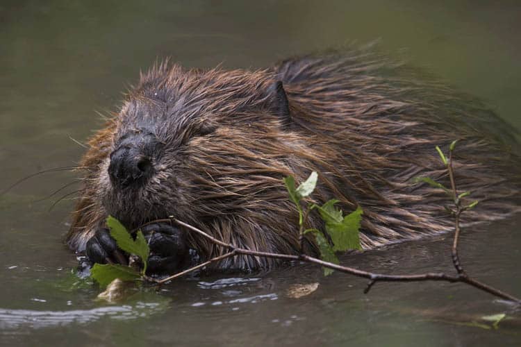 facts about canada | beaver swimming