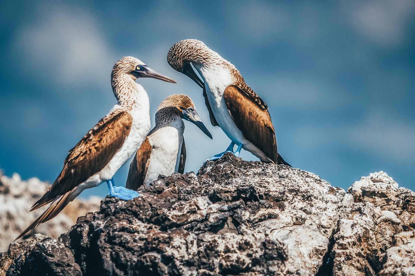 south america facts galapagos