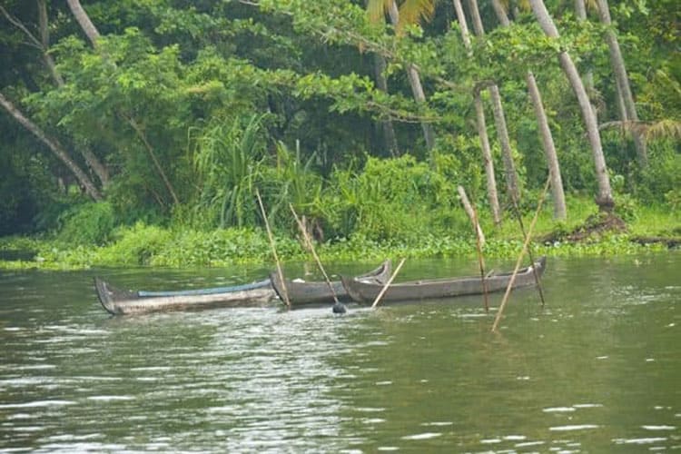 fishing in the kerala backwaters