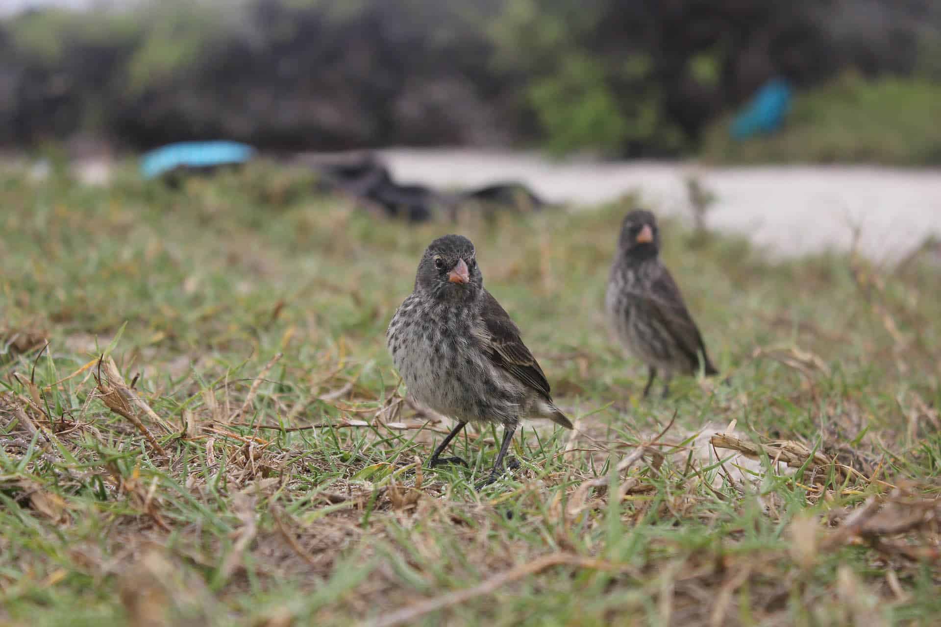 finches of the Galapagos