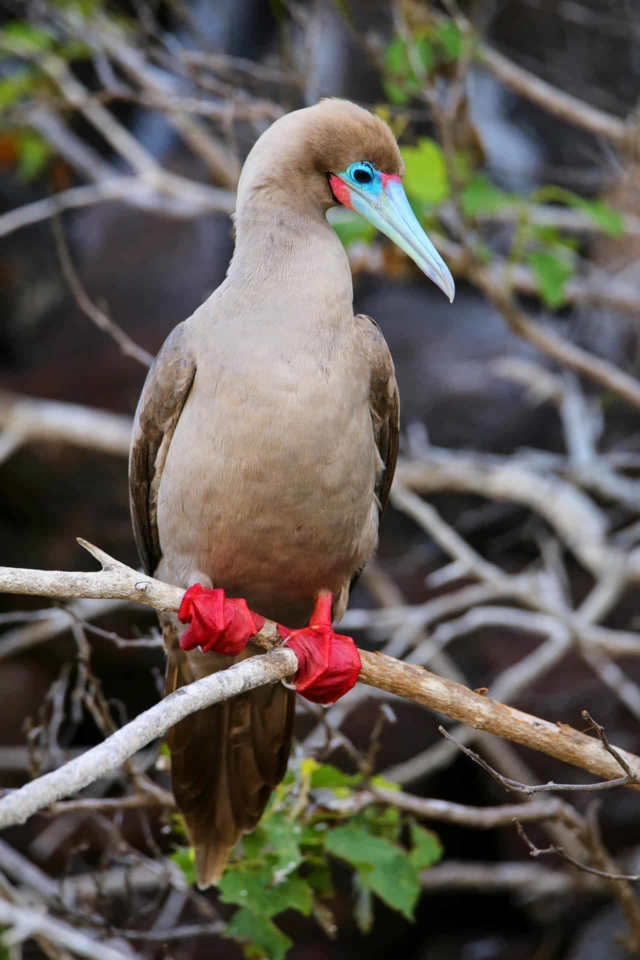 wildlife of the galapagos redfooted booby