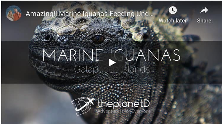 marine iguana feeding underwater in the Galapagos