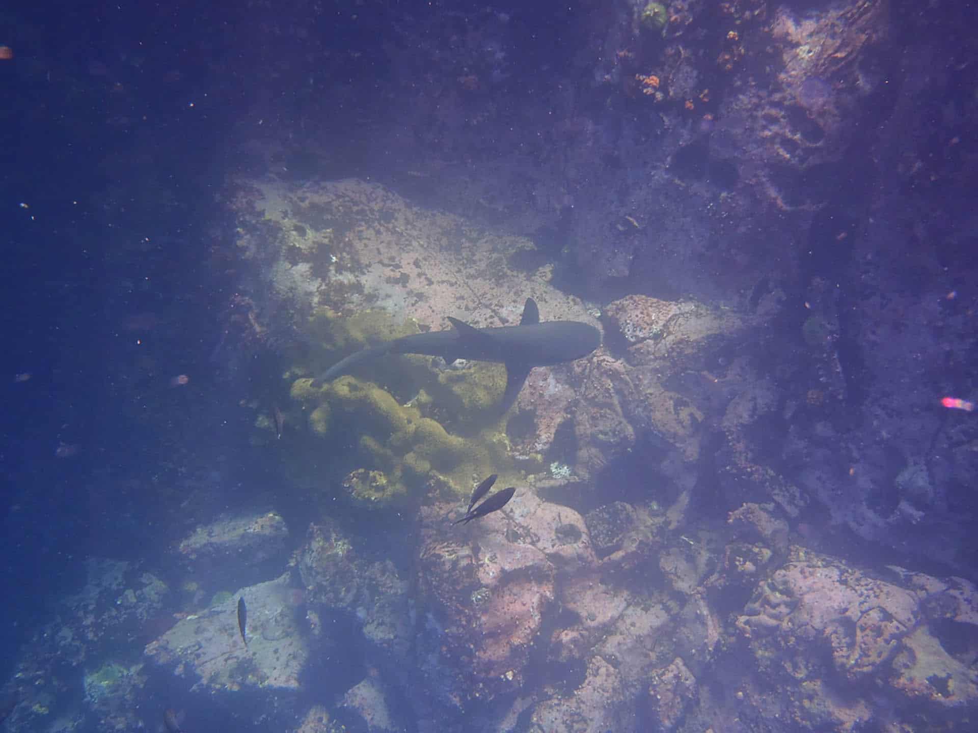 galapagos shark - species in galapagos islands