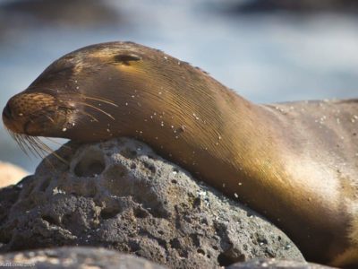 27 photos that will transport you to the Galápagos Islands