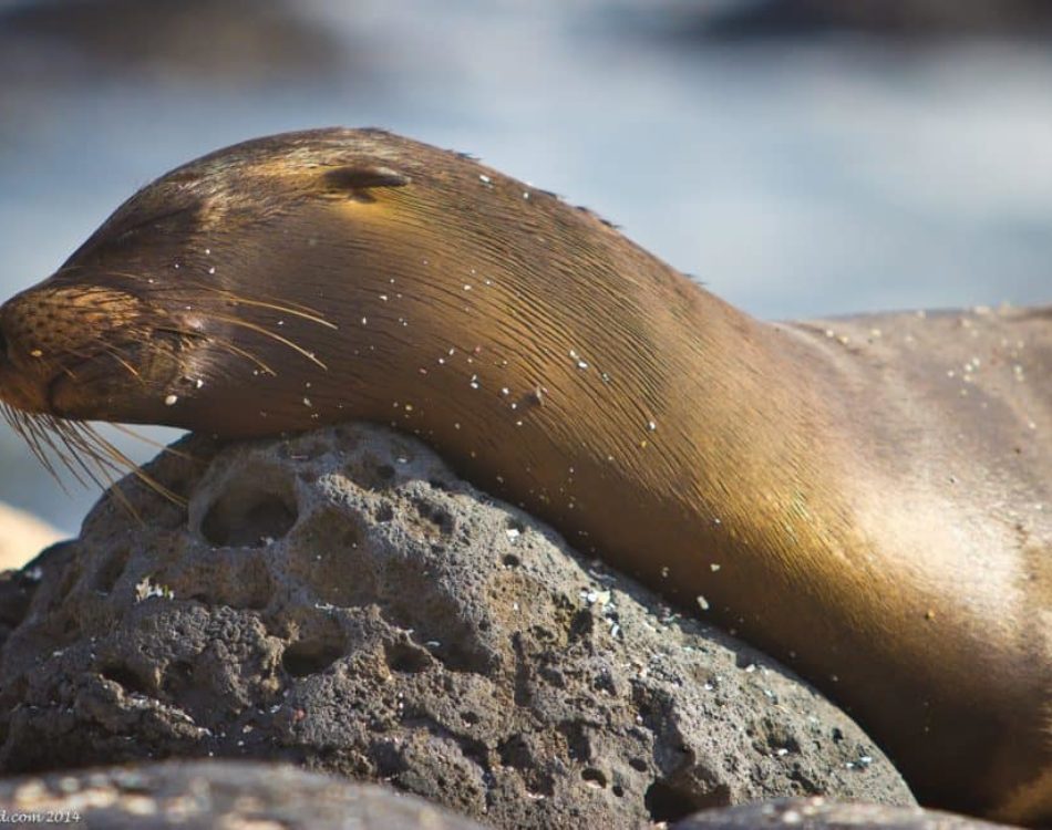 27 photos that will transport you to the Galápagos Islands