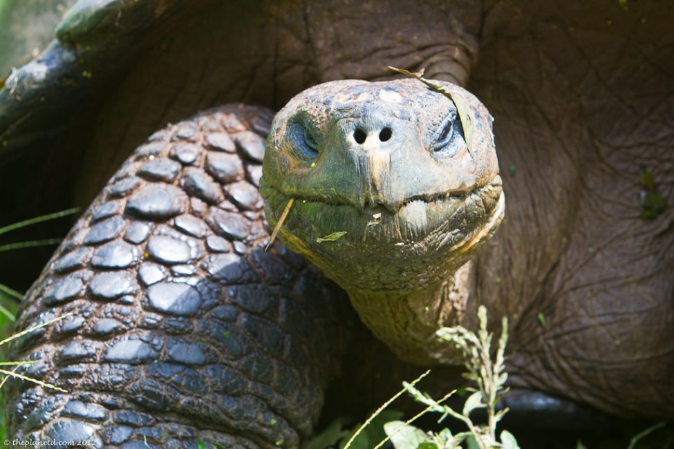 galapagos-tortoise-9