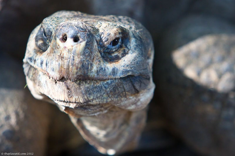 Galapagos Tortoise, The Gentle Giant