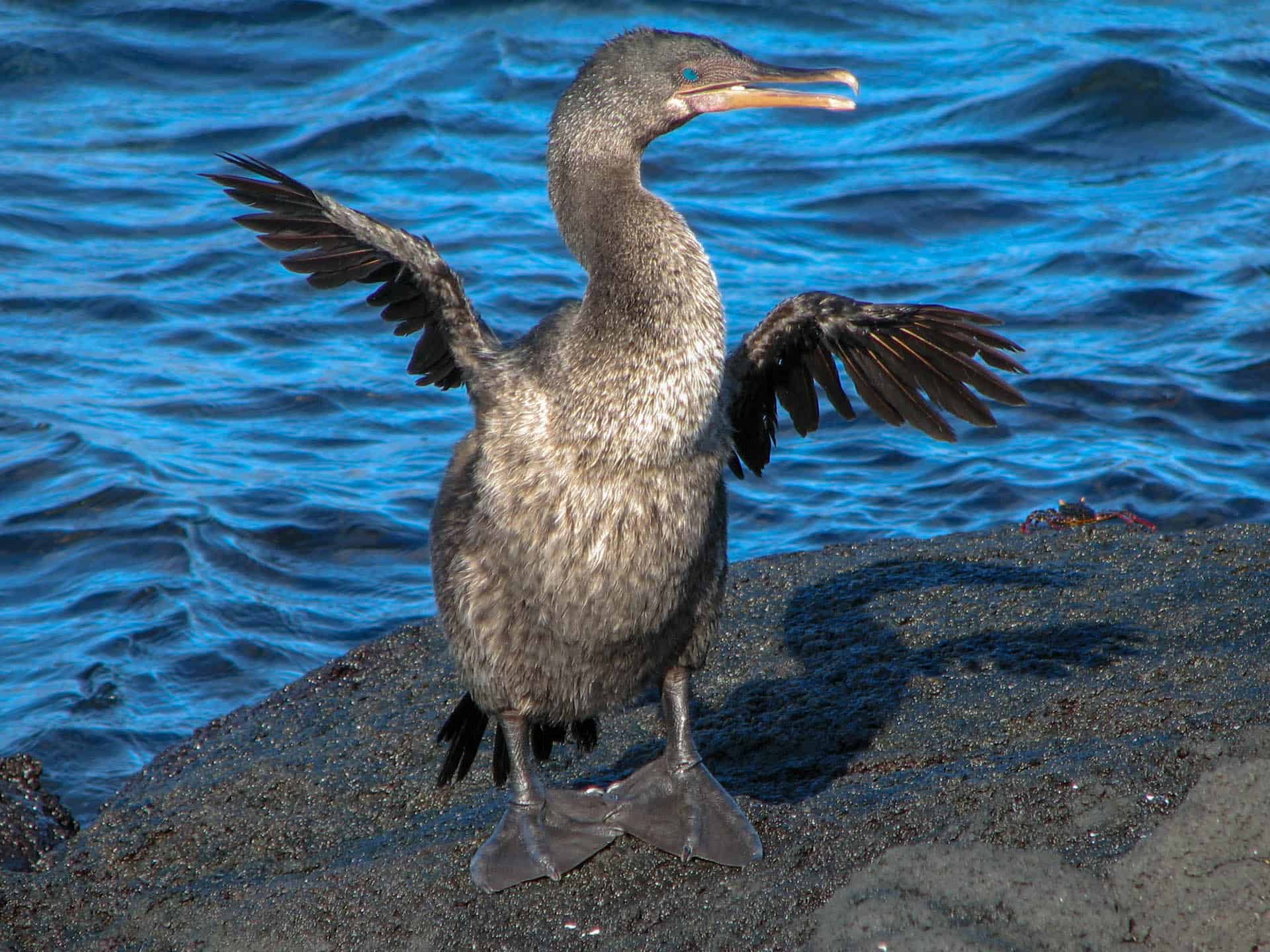 unique animals in the galapagos islands - flightless Cormorant