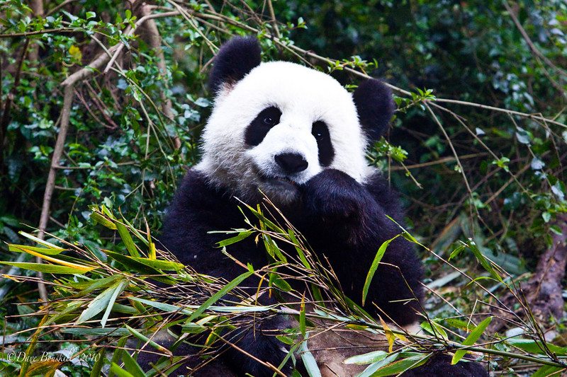 things to do in china visit the pandas of chengdu