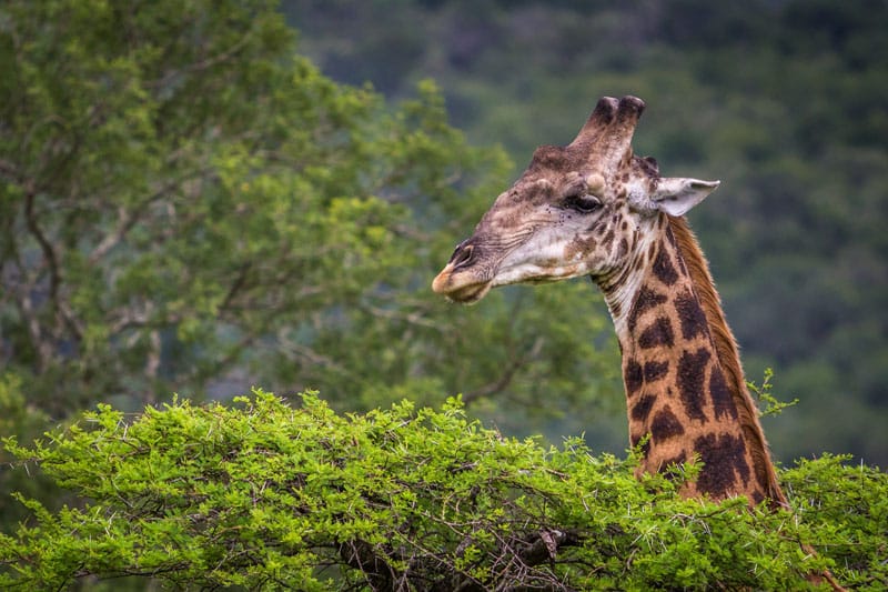 giraffe south africa