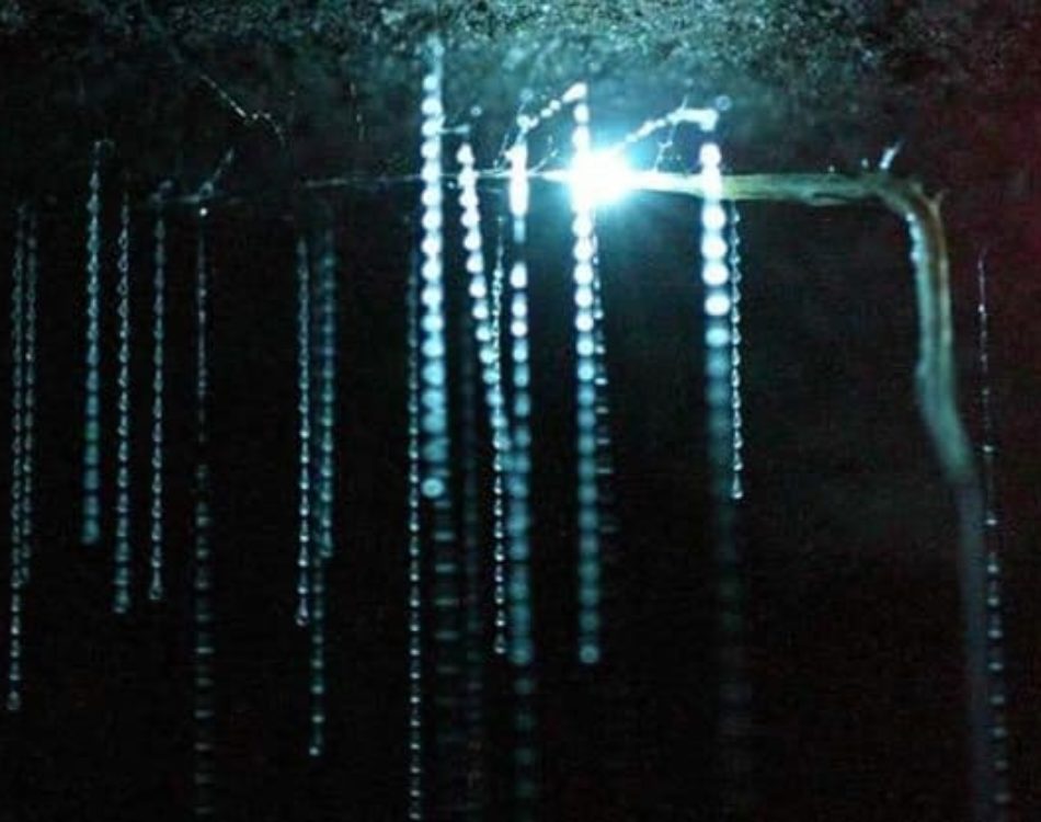 Glowworm Caves, New Zealand – a Dazzling Display of Light