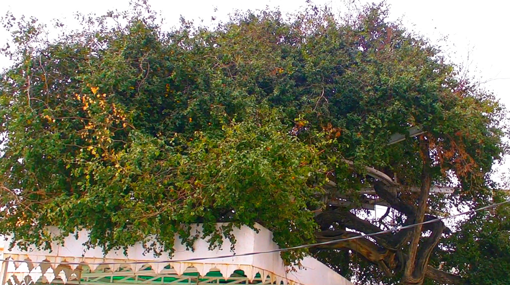 holy tree baba budha ji amritsar