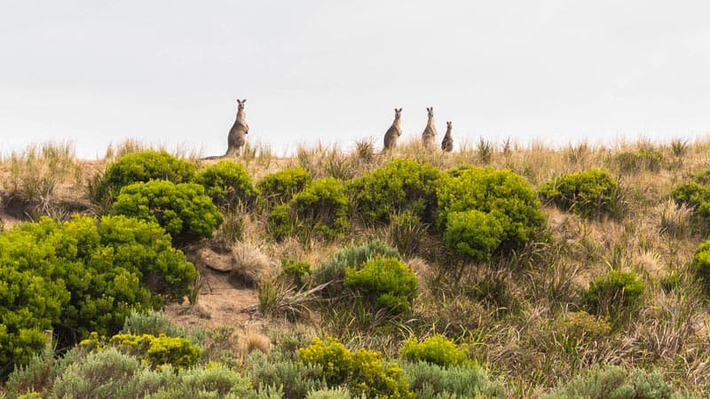 kangaroos along the great ocean road walk