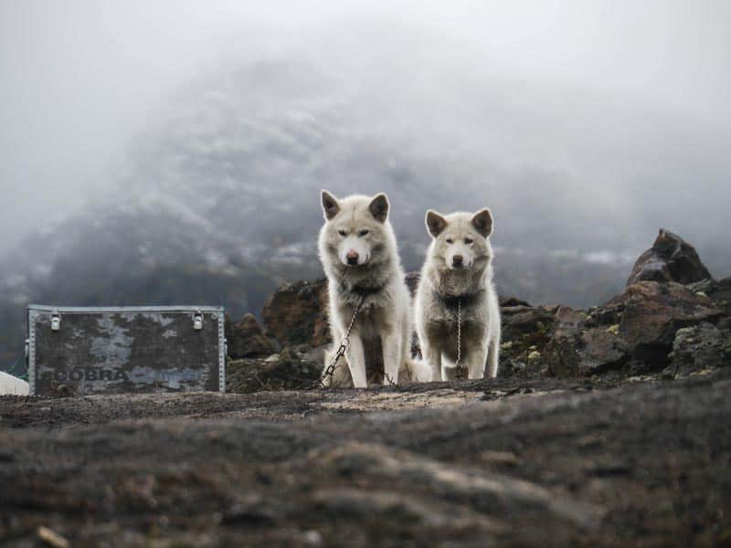 sled dogs greenland