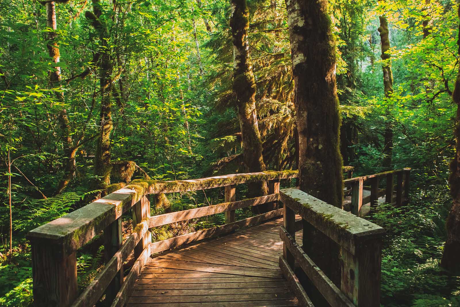 Hiking in Forest Park in Portland Oregon in October