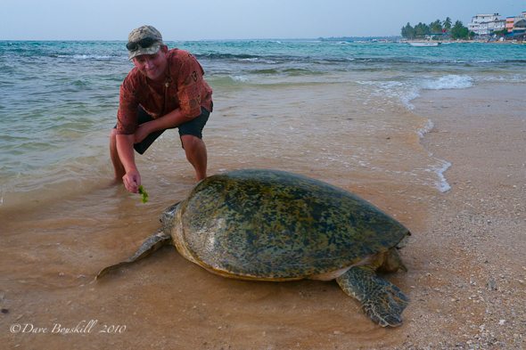 hikkaduwa turtle