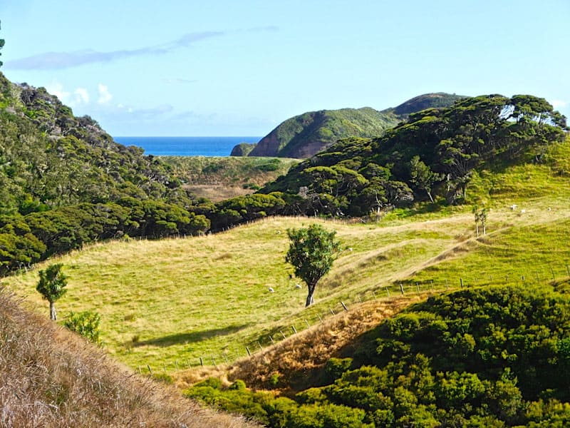hitchiking new zealand mountains