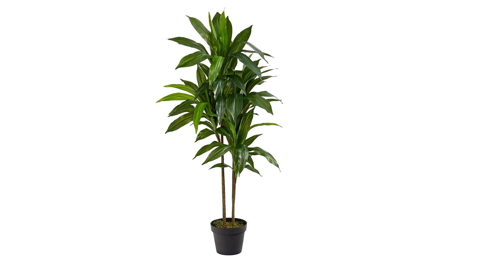 Home Gift Ideas House Plants