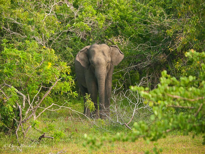 elephants and humans in conflict