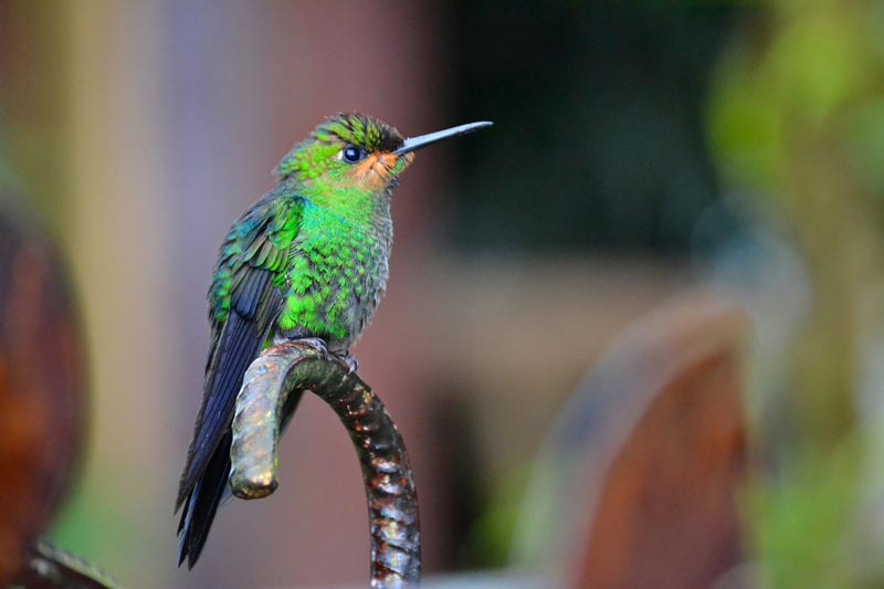 Hummingbird costa rica