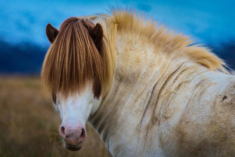 Icelandic horses