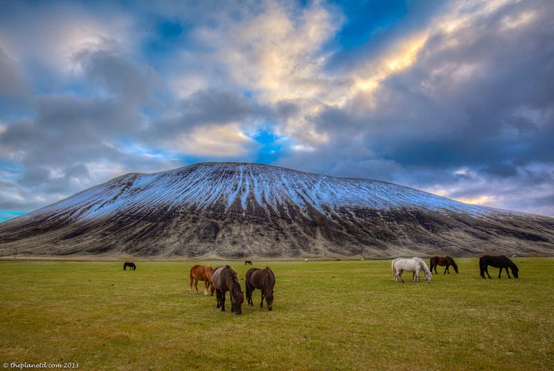 iceland horses in front of a mountain