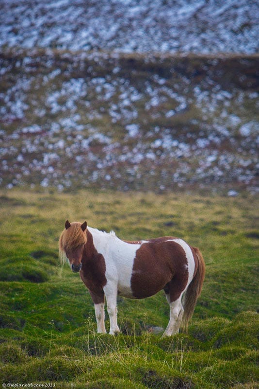 Iceland horse painted