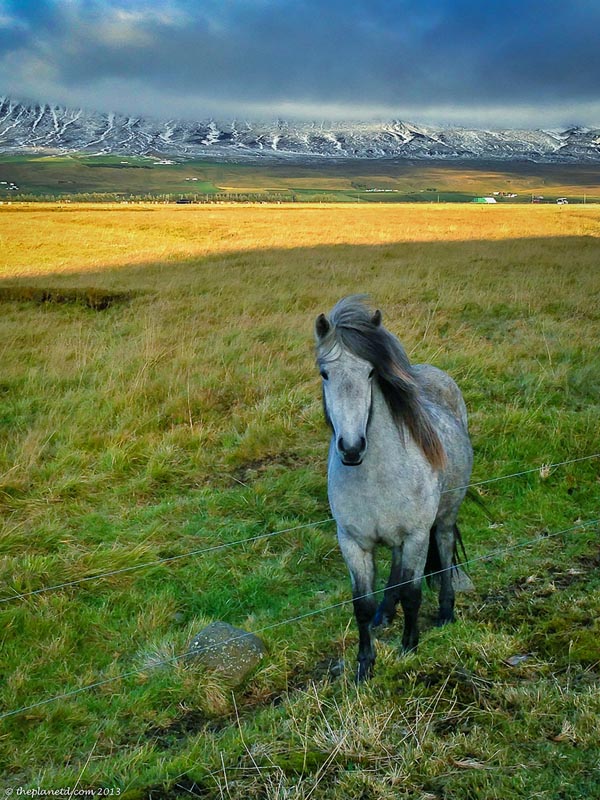 young icelandic horse