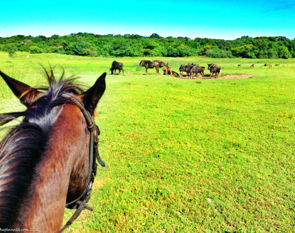 iSimangaliso Wetlands – Horse Safari