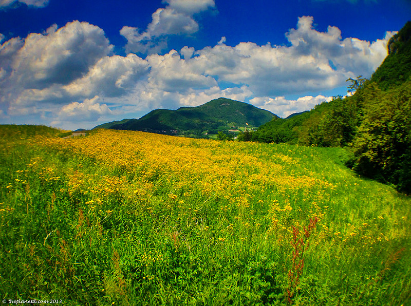 meadow flowers