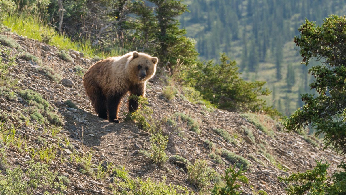 grizzly bear yukon canada