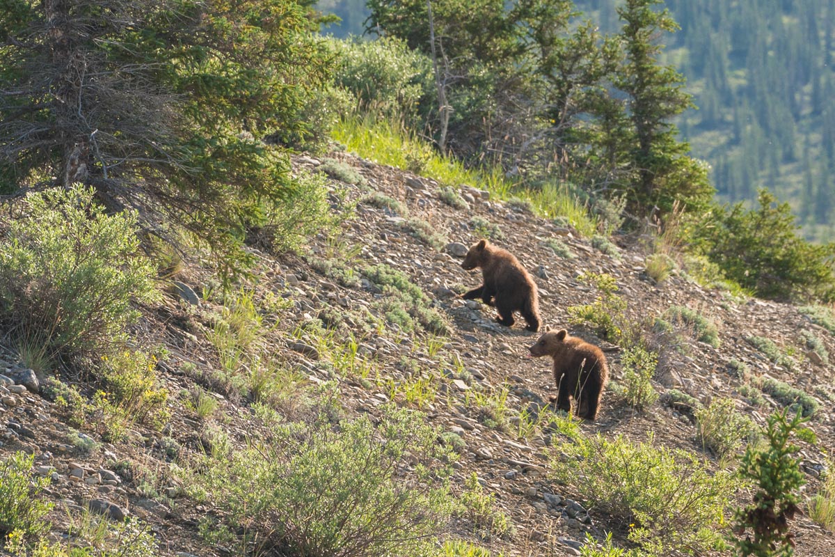 grizzly bear cubs ivavik