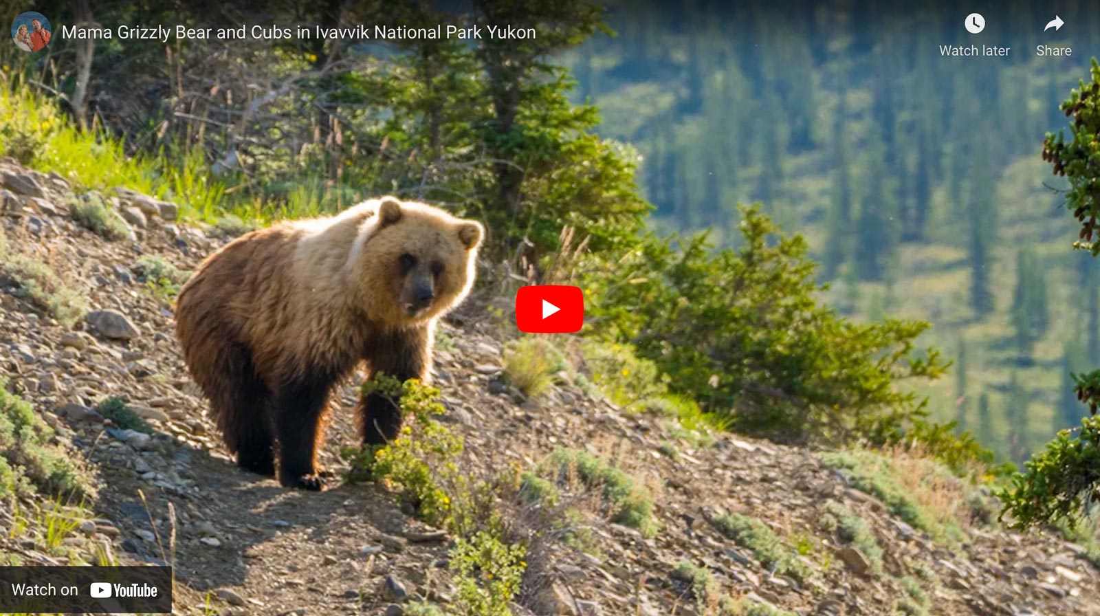 ivvavik national park grizzly bear encounter video