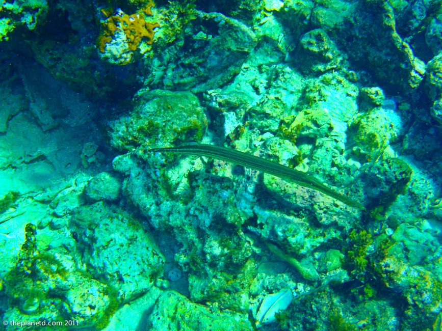 trumpet fish snorkelling jamaica