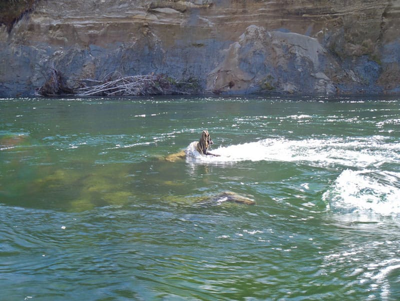 jet boat new zealand animals