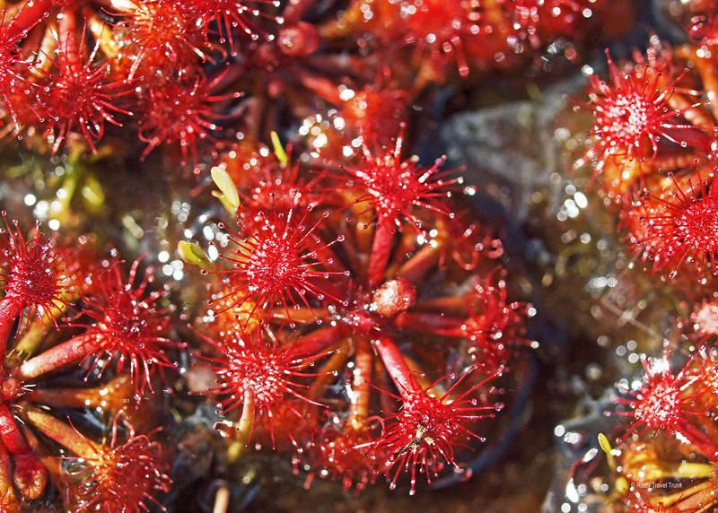 kaieteur national park flora