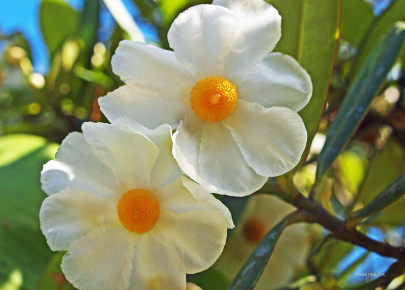 flowers