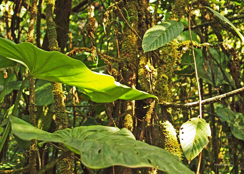 rainforest