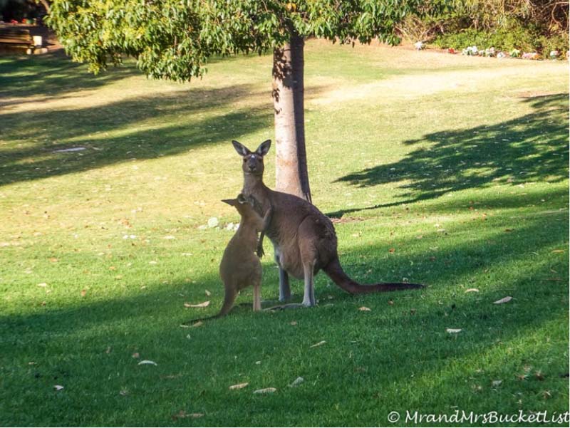 kangaroo western australia wildlife