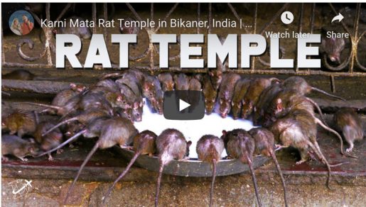 Karni Matha Temple The Rat Temple of Rajasthan | The Planet D