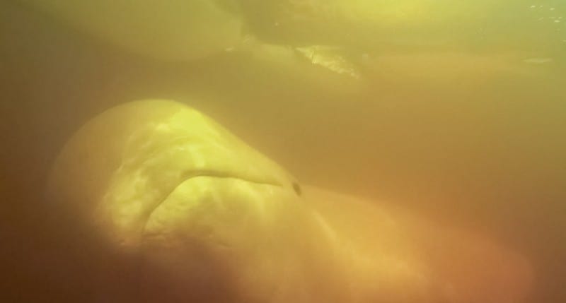 beluga whale kayaking photos