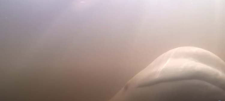 beluga whale underwater 