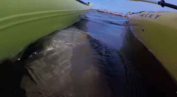 kayaks with a beluga whale