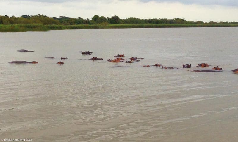 hippos in water of st. Lucia estuary south africa