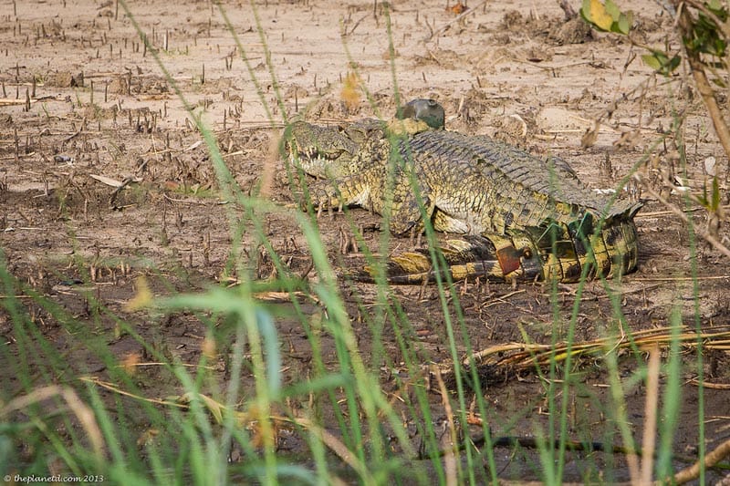 crocodile on the bank of St. Lucia estuary south africa