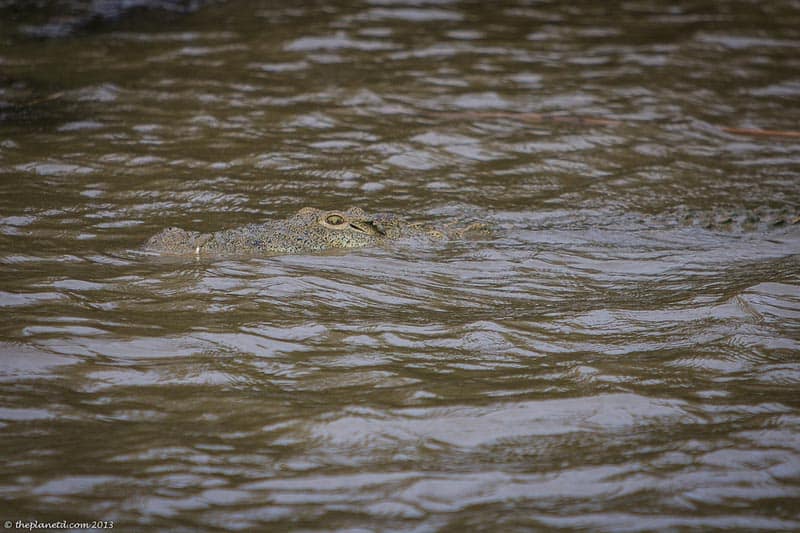 south african crocodile in water