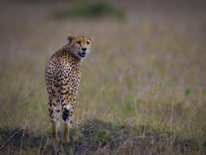 cheetah photo of kenya
